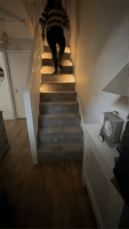 giphy (5).gif